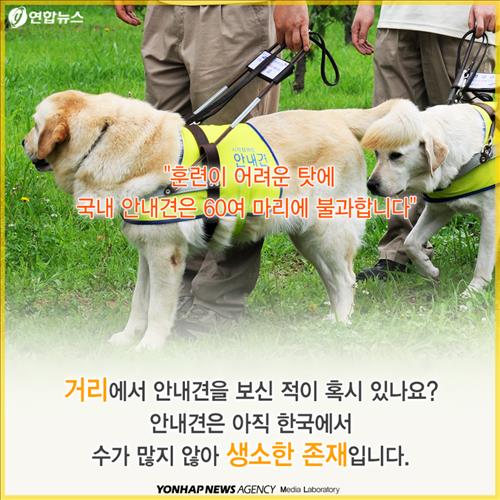 안내견을 대하는 몇가지 에티켓.jpg | 인스티즈
