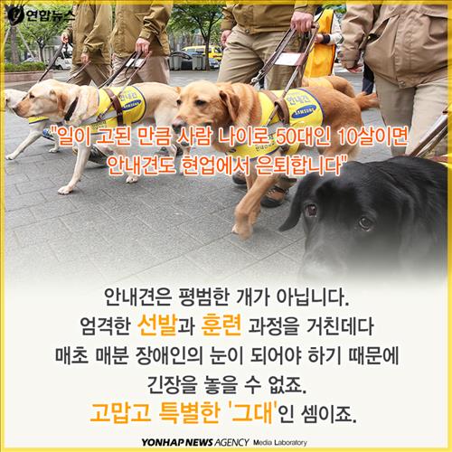안내견을 대하는 몇가지 에티켓.jpg | 인스티즈