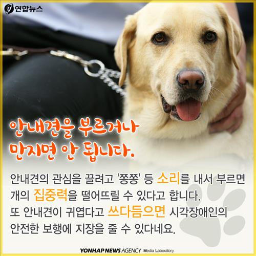 안내견을 대하는 몇가지 에티켓.jpg | 인스티즈