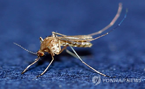 일본뇌염 매개체 '작은빨간집모기' [연합뉴스 자료사진]