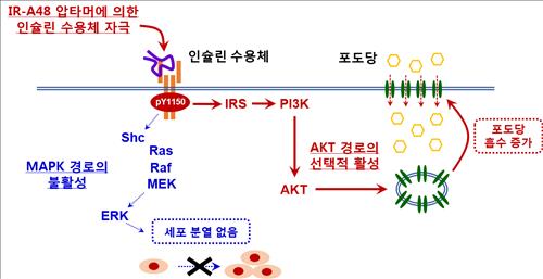 IR-A48에 의한 포도당 흡수의 선택적 증가의 과정. IR-A48에 의해 활성화된 인슐린 수용체는 세포증식에 중요한 영향을 미치는 MAPK 경로는 활성화 시키지 않는다.(왼쪽) 하지만 포도당 흡수에 중요한 PI3K-AKT 경로는 높게 활성화시키는 것으로 확인됐다.(오른쪽) 그 결과 IR-A48이 처리된 세포는 혈액으로부터 포도당 흡수는 높아지지만, 세포증식은 나타나지 않는 선택적인 기능 활성화를 보였다.