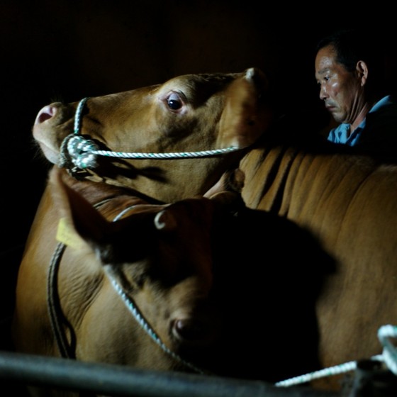 매그넘 사진의 비밀전-브릴리언트 코리아 중 '나주 한우농가' (© Alex Webb)