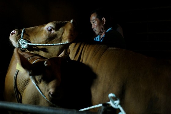 매그넘 사진의 비밀전-브릴리언트 코리아 중 '나주 한우농가' (© Alex Webb)