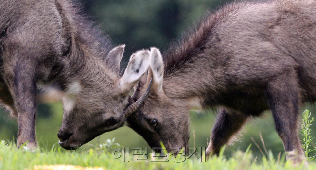 날카로운 뿔로 우두머리 싸움을 하는 산양모습.