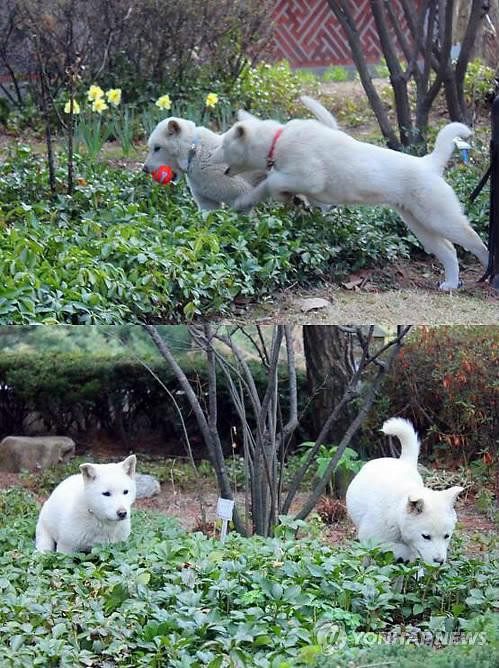 새롬 이미지