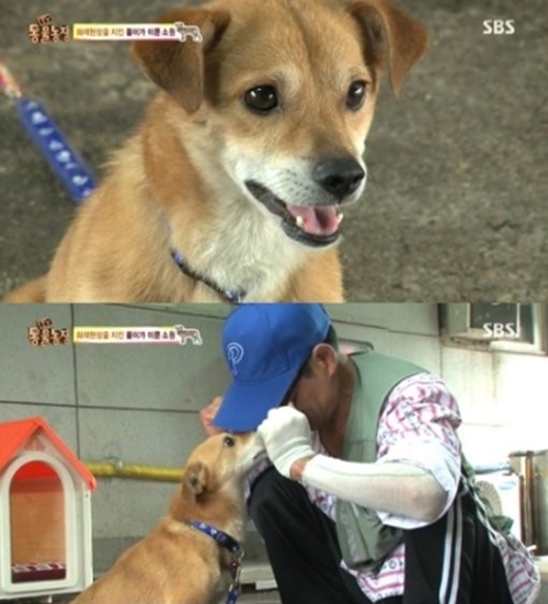 동물농장 이미지
