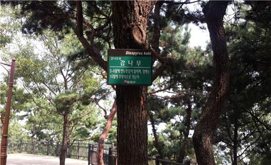 나무 이미지