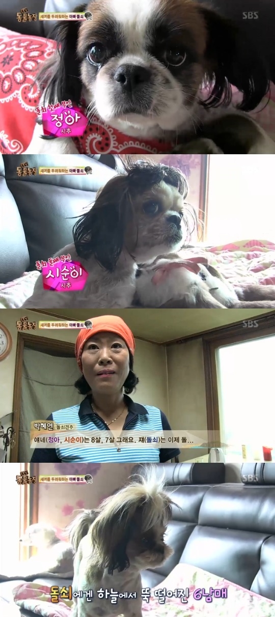 동물농장 이미지