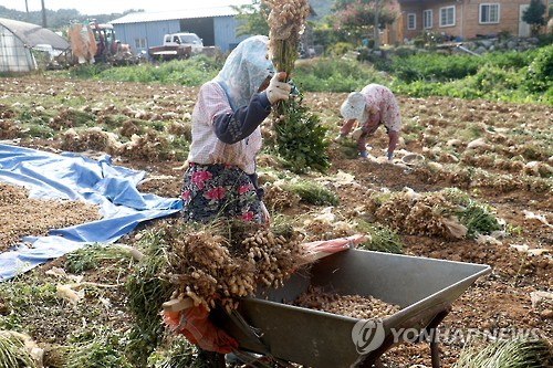 충남땅콩 이미지