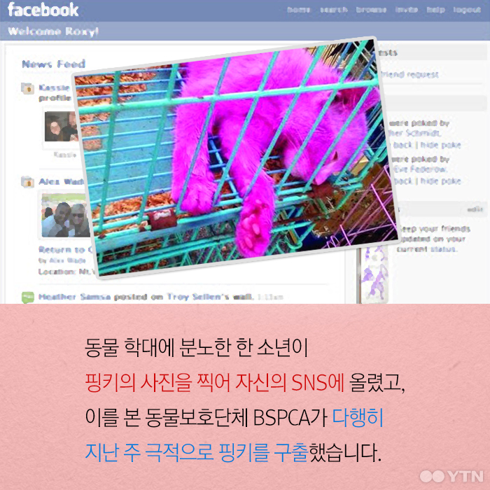 분홍고양이 이미지