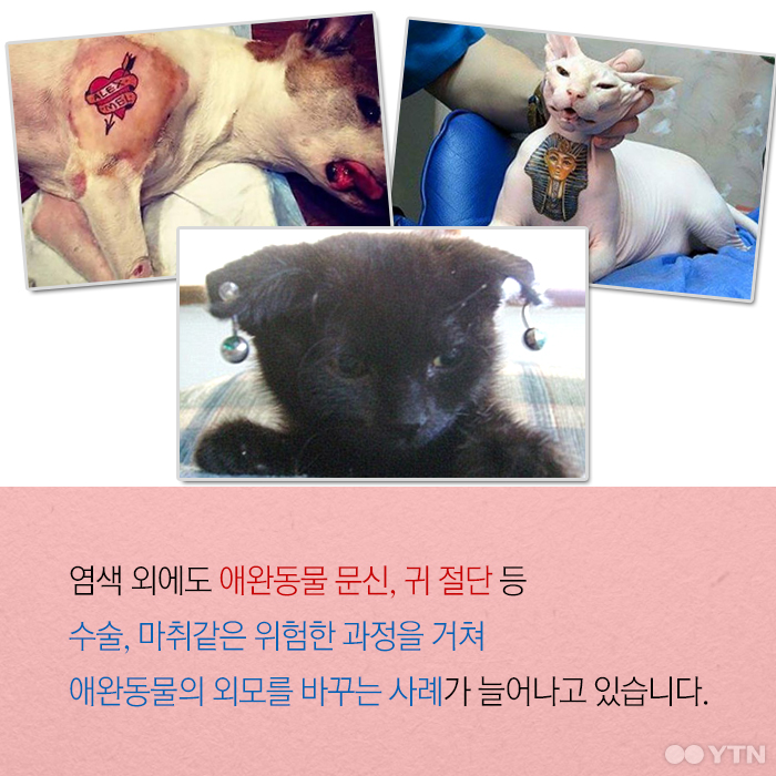 분홍고양이 이미지