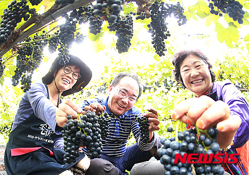 산머루 이미지