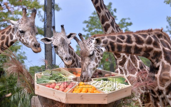 한가위 특식을 즐기고 있는 에버랜드 동물원.jpg | 인스티즈