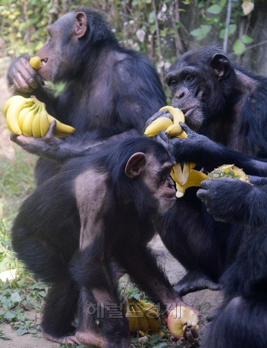 한가위 특식을 즐기고 있는 에버랜드 동물원.jpg | 인스티즈