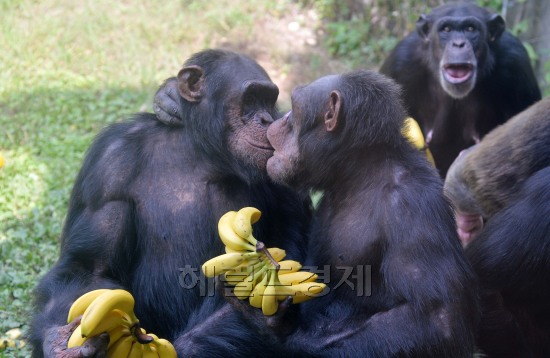 한가위 특식을 즐기고 있는 에버랜드 동물원.jpg | 인스티즈