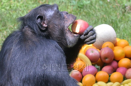 한가위 특식을 즐기고 있는 에버랜드 동물원.jpg | 인스티즈