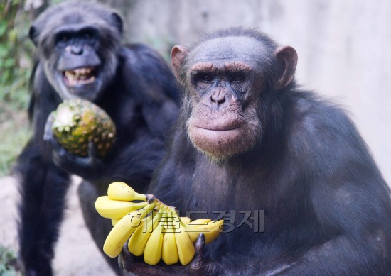 한가위 특식을 즐기고 있는 에버랜드 동물원.jpg | 인스티즈