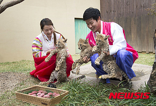 한가위 특식을 즐기고 있는 에버랜드 동물원.jpg | 인스티즈