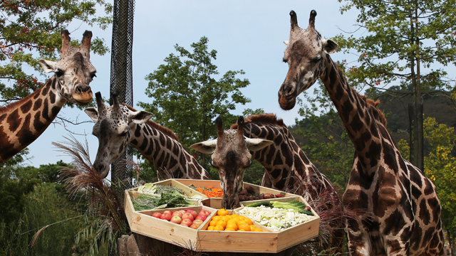 한가위 특식을 즐기고 있는 에버랜드 동물원.jpg | 인스티즈