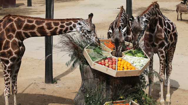 한가위 특식을 즐기고 있는 에버랜드 동물원.jpg | 인스티즈