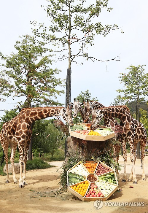 한가위 특식을 즐기고 있는 에버랜드 동물원.jpg | 인스티즈