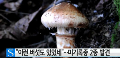 송이식품 이미지
