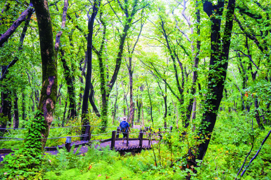 울릉도 성인봉을 찾은 탐방객이 나리분지로 이어지는 정상 부근의 원시림 속을 걸어가고 있다. 울창한 나무와 뒤엉켜 있는 각종 식물을 보는 것만으로 몸과 마음이 초록빛으로 물들 것 같다. 이 숲은 천연기념물 제189호로 지정돼 있다.