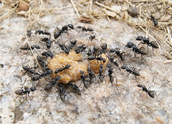 아무도 몰랐던 안양시 땅속의 천만 개미 왕국..운명은? | 인스티즈