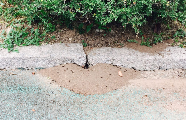 아무도 몰랐던 안양시 땅속의 천만 개미 왕국..운명은? | 인스티즈