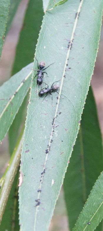아무도 몰랐던 안양시 땅속의 천만 개미 왕국..운명은? | 인스티즈