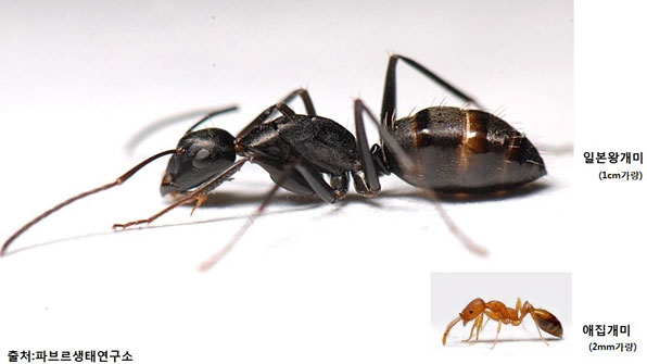 아무도 몰랐던 안양시 땅속의 천만 개미 왕국..운명은? | 인스티즈