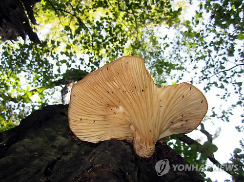 화경버섯 (연합뉴스 자료사진)
