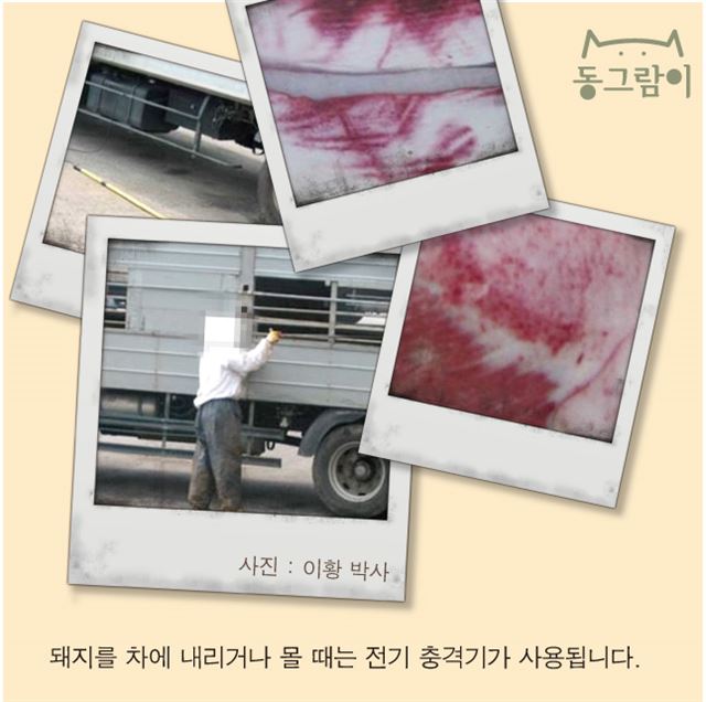 돼지이야기 이미지