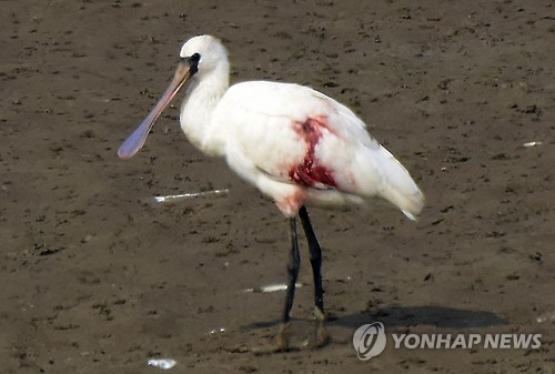 '�ѻ�' ���� �������� 1�� �����     (����=���մ���) ���� 20�� ��⵵ ���� ����õ �ϱ����� ���� ������ �Ǹ� �긮�� �ִ� ���������� 1�� �߻��������� õ����买 ��205-1ȣ�� ����� 1������ �߰ߵƴ�. ������� ���� �� ������ ���� �¾� ��ģ ������ �����ǰ� ������ ���ƴٴϴ� �� ������ ���� ������ ����ƴ�. (����ȯ������ ����)