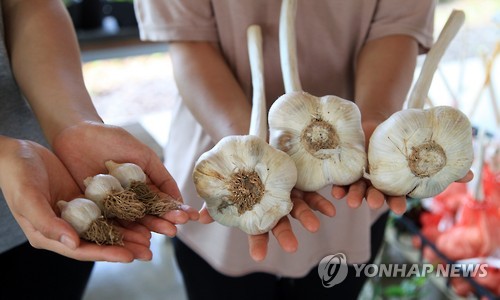 코끼리식품 이미지