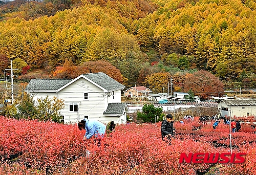 심씨농원 이미지