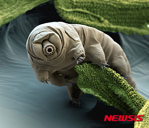 【서울=뉴시스】 지구에서 가장 질긴 생명력을 가진 최강의 극한동물 '물곰(Tardigrade)이 다른 생물체의 유전자를 대량 흡수해 지구에서 가장 질긴 생명력을 갖게 됐다는 충격적인 연구결과가 나왔다. 물속을 해엄치는 곰처럼 생겨 '물곰'이라고 불리는 타르디그라도는 몸길이가 최대 1.5mm를 넘지 않지만 초고온과 초저온, 건조, 진공상태에서도 죽지 않으며 강한 방사능에도 영향을 받지 않는다. 실제로 영하 80도에서 10년간 냉동된 뒤에도 해동 후 20분만에 다시 움직일 정도로 믿기 힘든 생명력을 갖고 있다.(사진 출처 = 아이오브사이언스) 2015.11.24