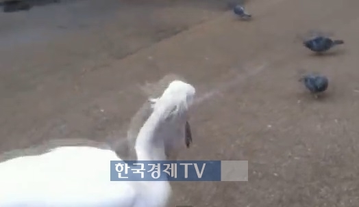 펠리칸 이미지