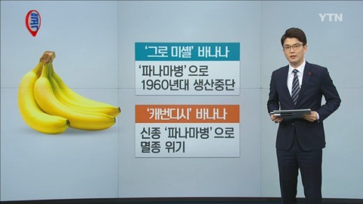 바나나 이미지