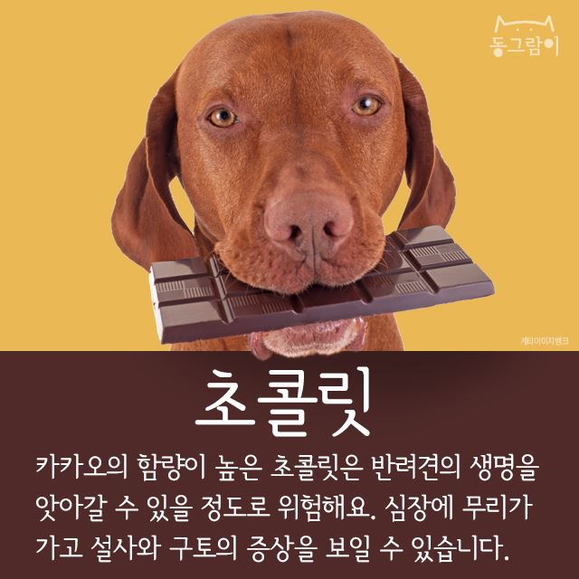  반려견이 먹으면 안 되는 음식 총정리 | 인스티즈