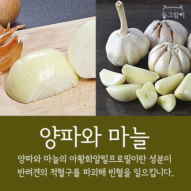  반려견이 먹으면 안 되는 음식 총정리 | 인스티즈