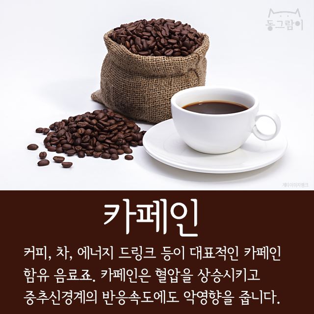  반려견이 먹으면 안 되는 음식 총정리 | 인스티즈