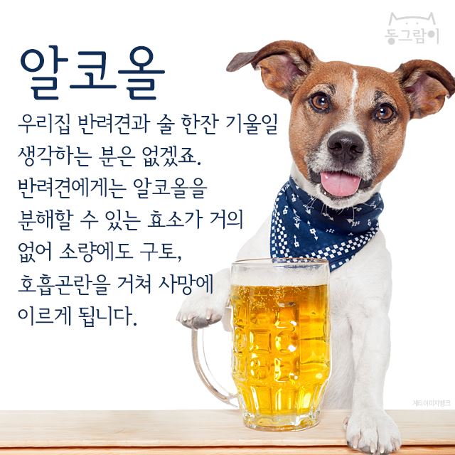  반려견이 먹으면 안 되는 음식 총정리 | 인스티즈