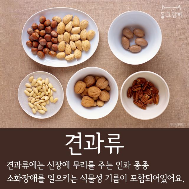  반려견이 먹으면 안 되는 음식 총정리 | 인스티즈