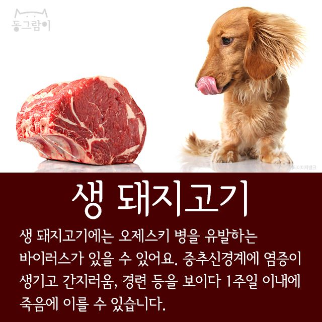  반려견이 먹으면 안 되는 음식 총정리 | 인스티즈
