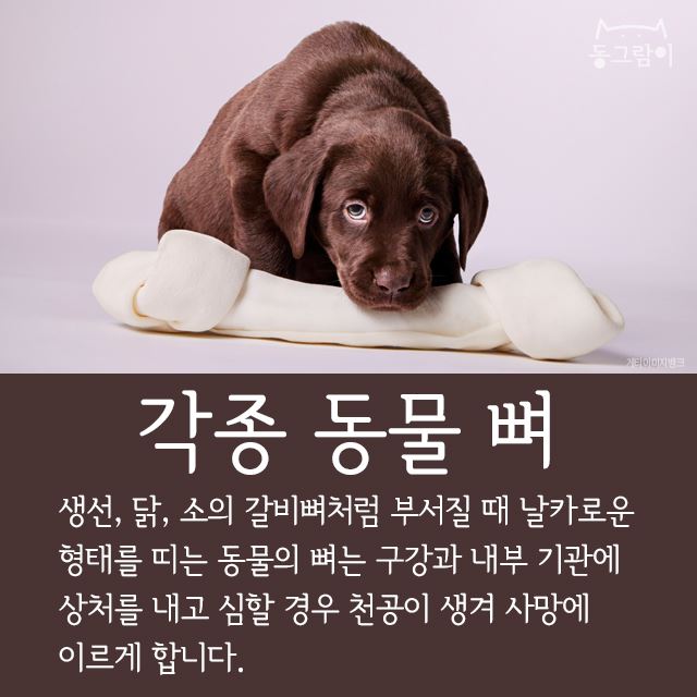  반려견이 먹으면 안 되는 음식 총정리 | 인스티즈