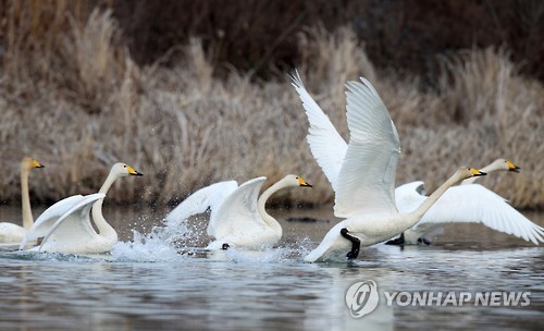 고니식당 이미지