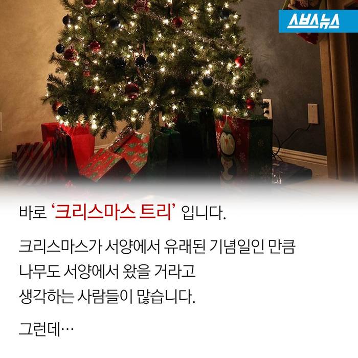 크리스마스 트리,원산지는 한국 | 인스티즈