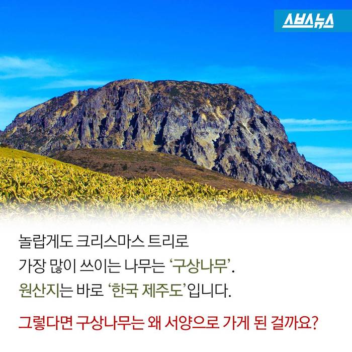 크리스마스 트리,원산지는 한국 | 인스티즈