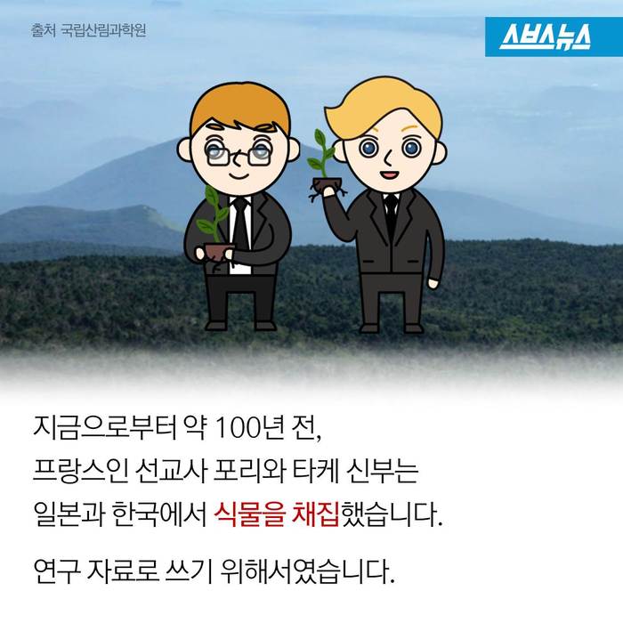 크리스마스 트리,원산지는 한국 | 인스티즈